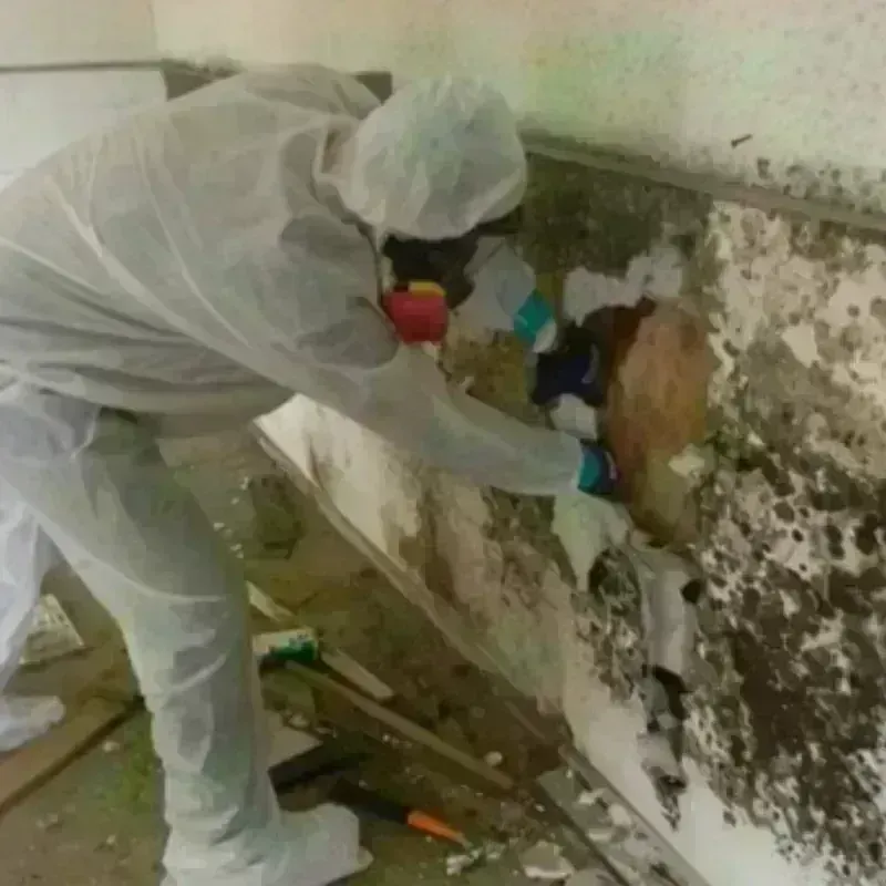 Best Mold Remediation and Removal Service in Ferris, TX